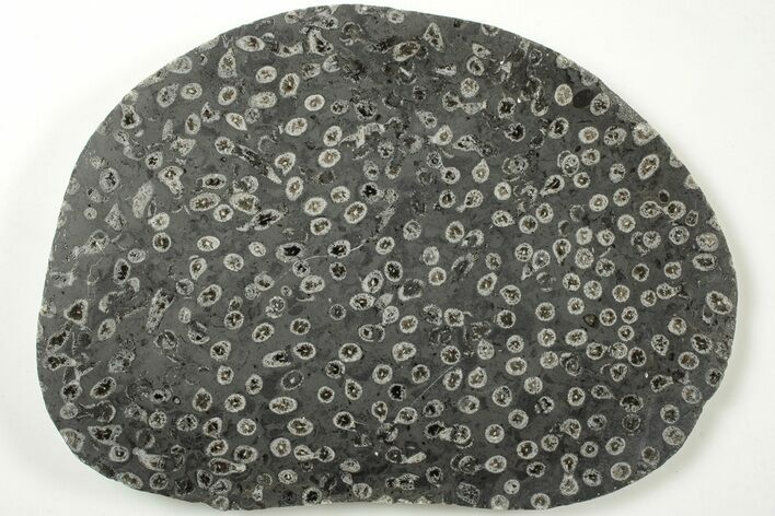 Polished Fossil Coral (Lithostrotion) - England #207093